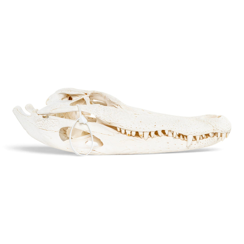 Real American Alligator Skull