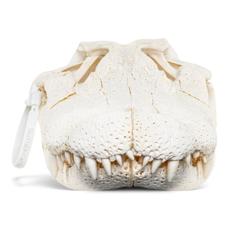 Real American Alligator Skull