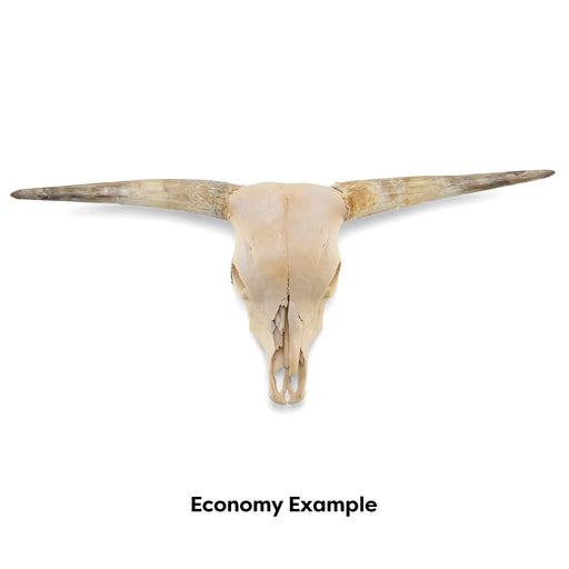 Real Longhorn Skull - Economy Quality
