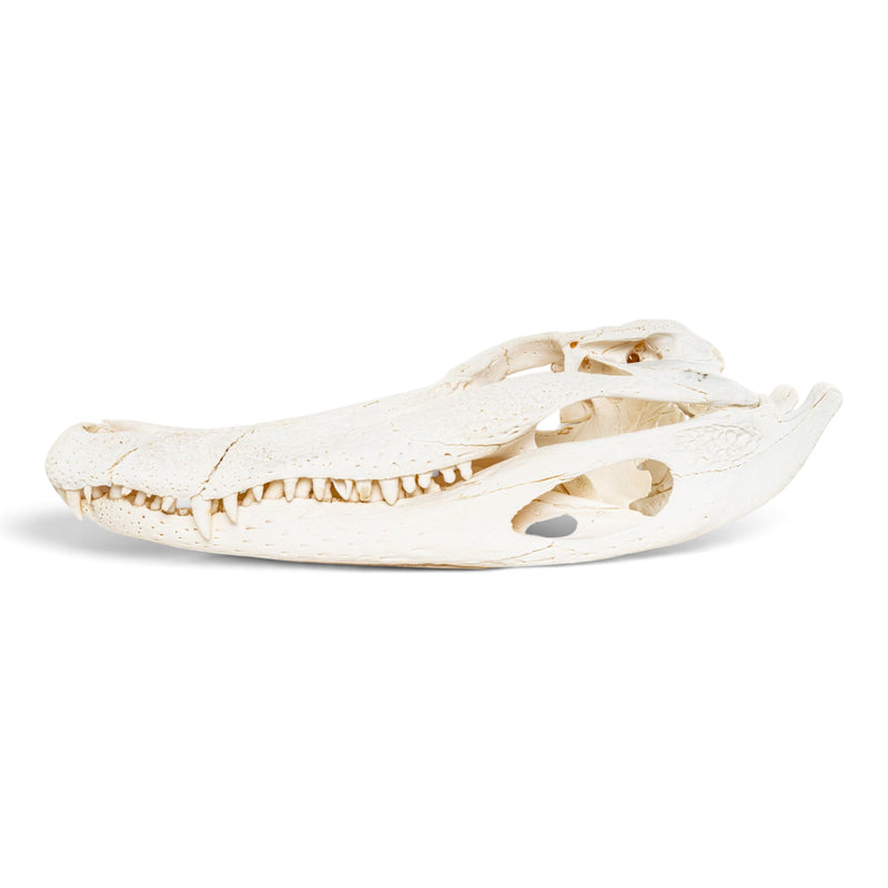 Real American Alligator Skull