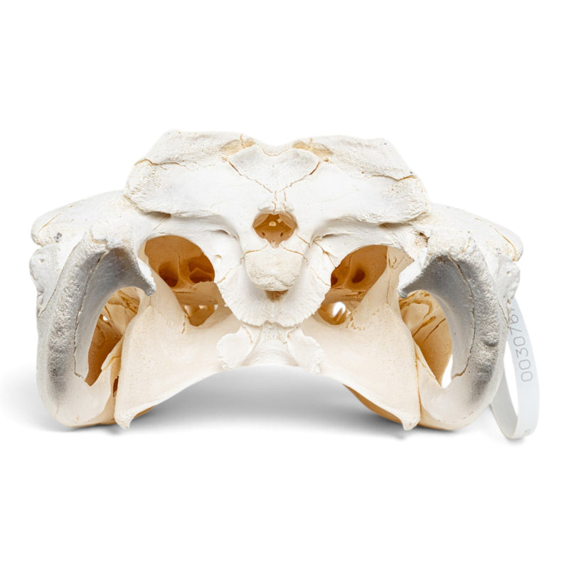 Real American Alligator Skull