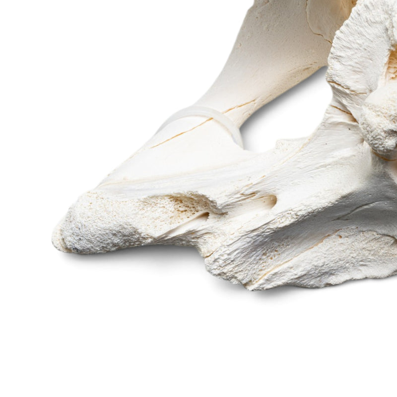Real American Alligator Skull