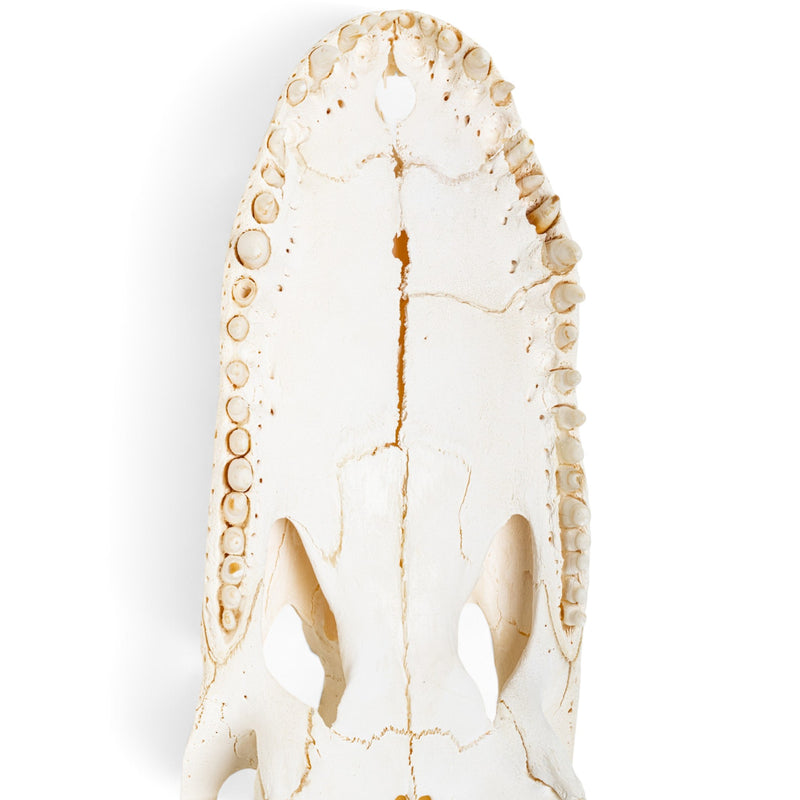 Real American Alligator Skull