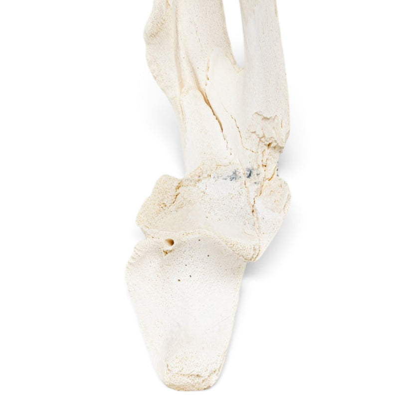 Real American Alligator Skull