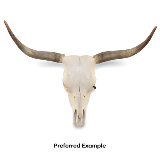 Real Longhorn Skull - Preferred Quality