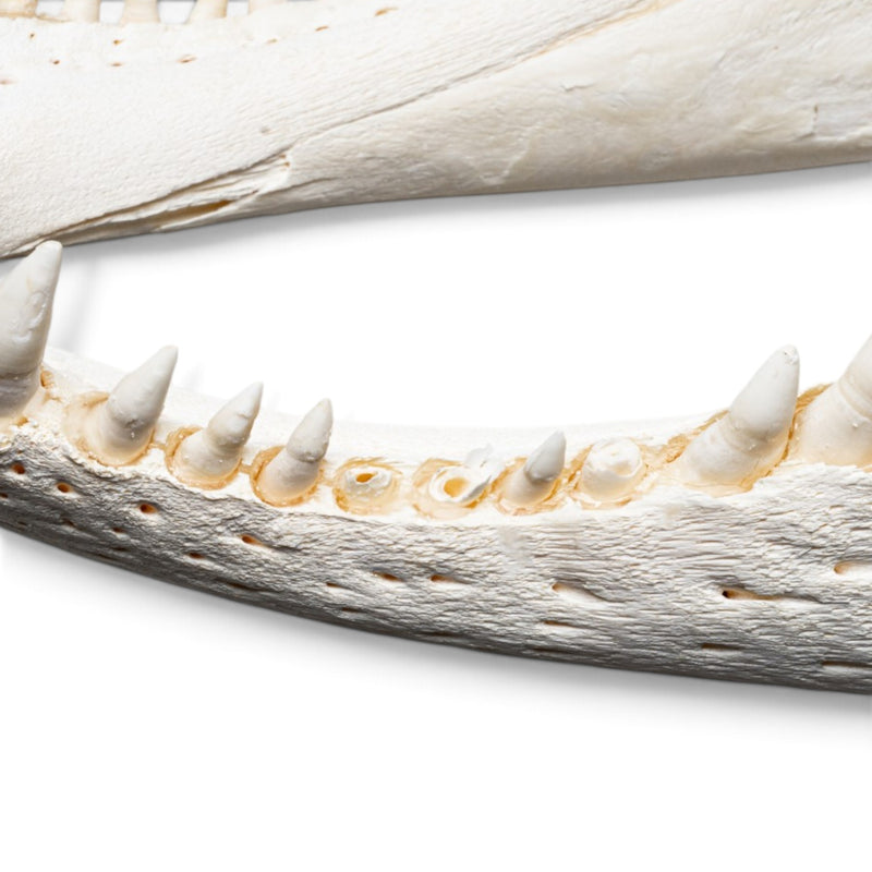 Real American Alligator Skull