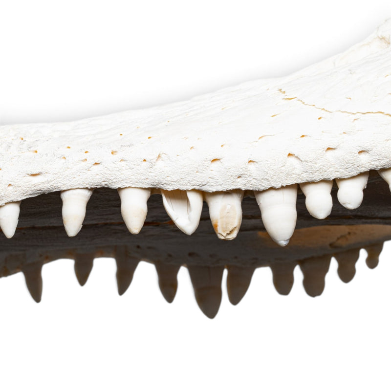 Real American Alligator Skull