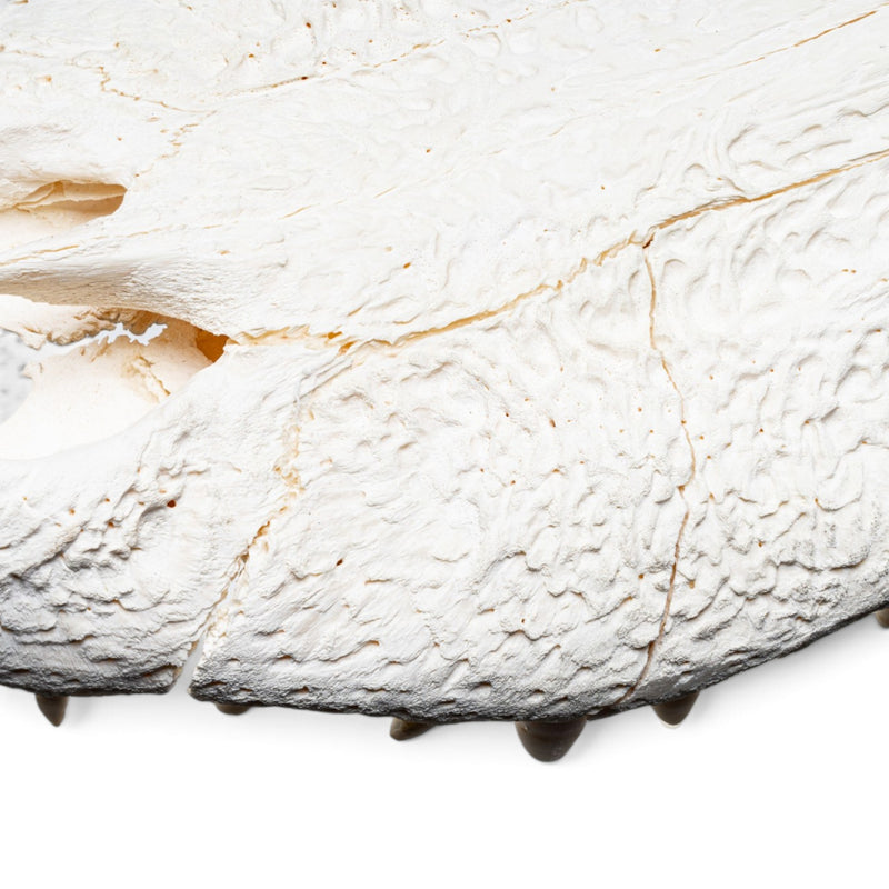 Real American Alligator Skull
