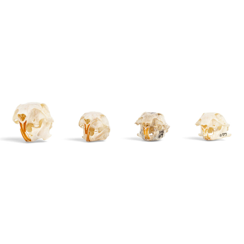 Real Squirrel Skull Set