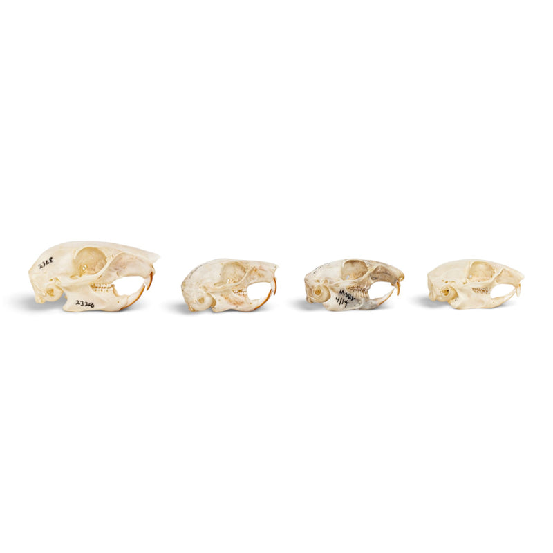 Real Squirrel Skull Set