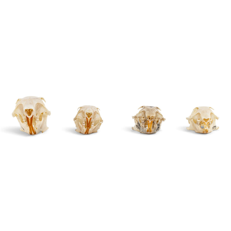 Real Squirrel Skull Set