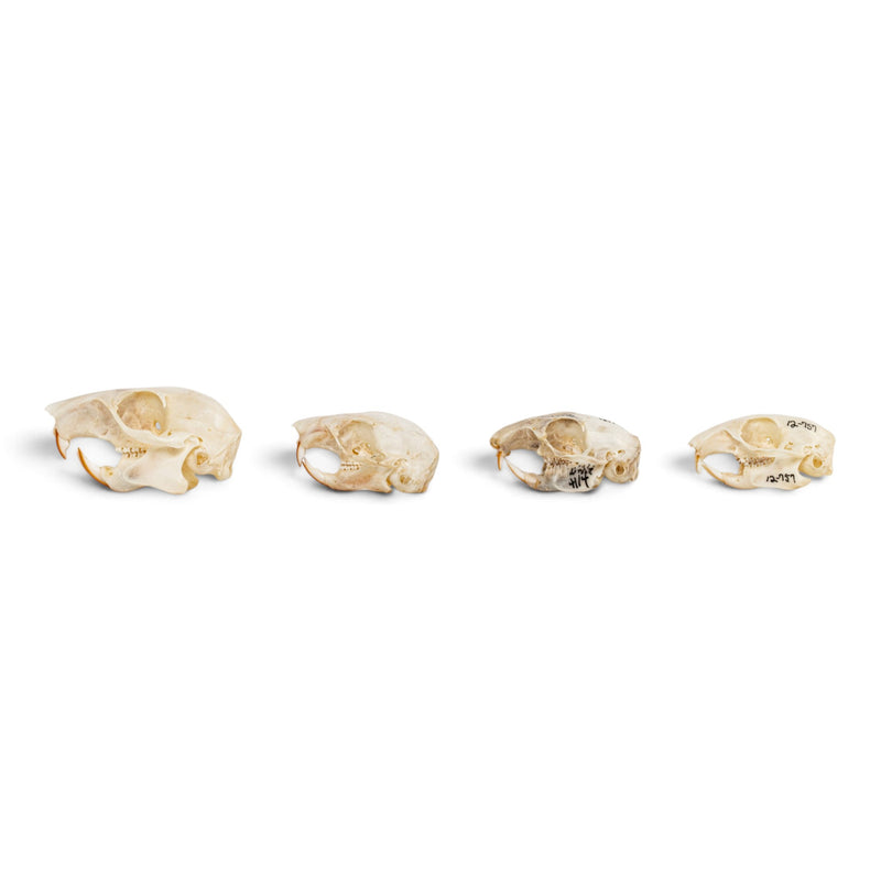 Real Squirrel Skull Set