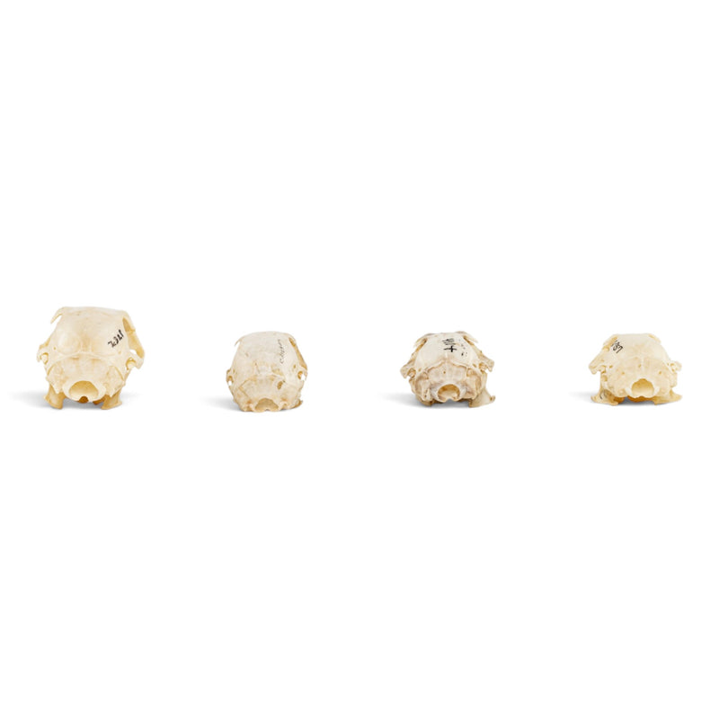 Real Squirrel Skull Set
