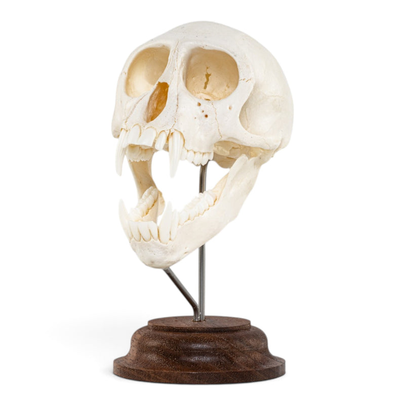 Real Vervet Monkey Skull - On Stand - Articulated Jaw