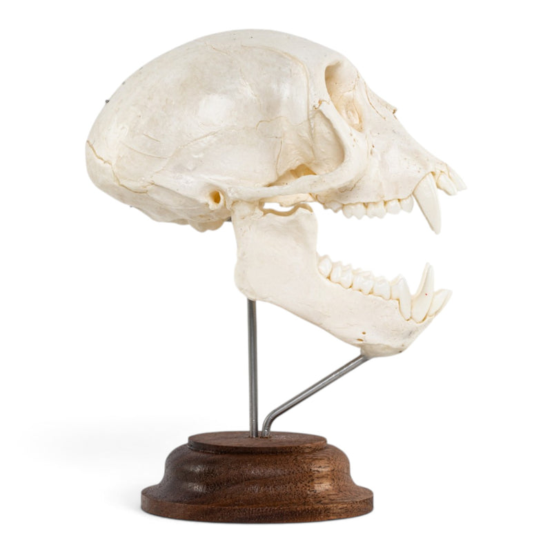 Real Vervet Monkey Skull - On Stand - Articulated Jaw