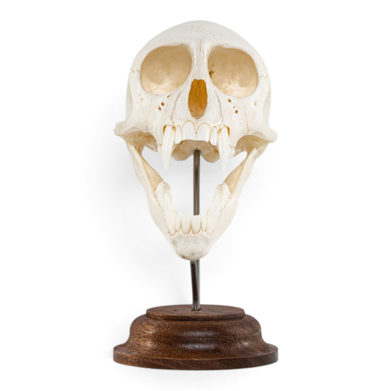 Real Vervet Monkey Skull - On Stand - Articulated Jaw
