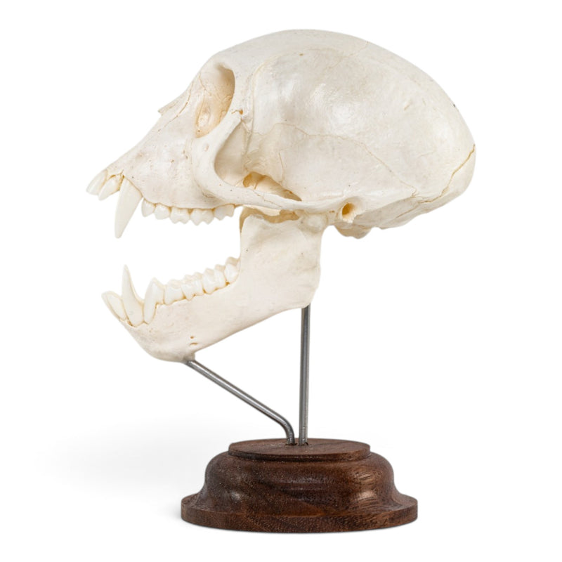 Real Vervet Monkey Skull - On Stand - Articulated Jaw