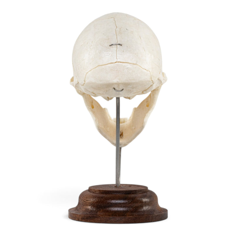 Real Vervet Monkey Skull - On Stand - Articulated Jaw