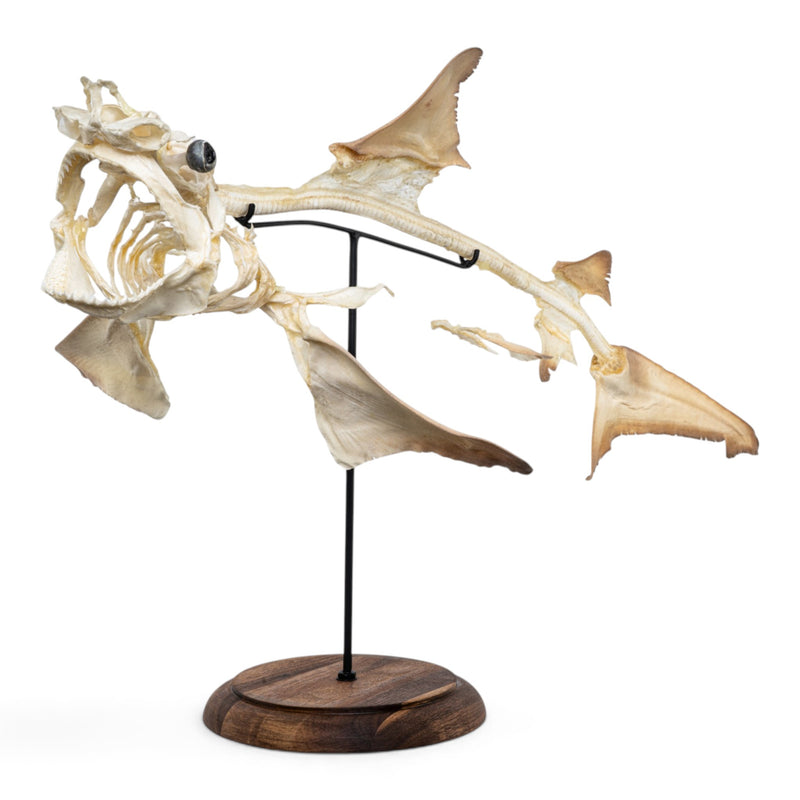 Real Bull Shark Skeleton - Articulated