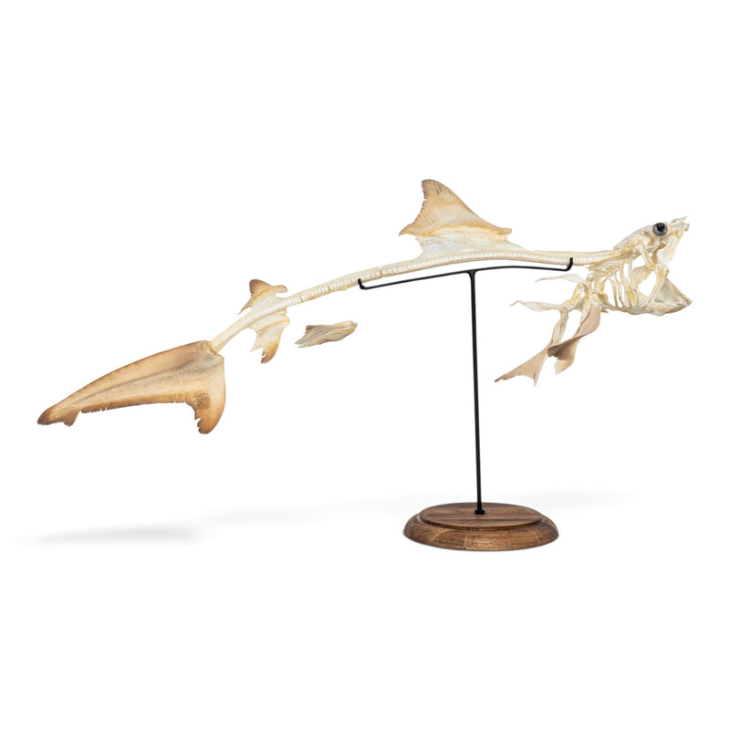 Real Bull Shark Skeleton - Articulated