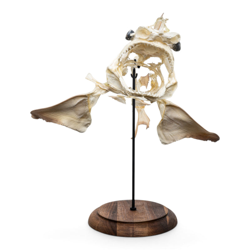 Real Bull Shark Skeleton - Articulated