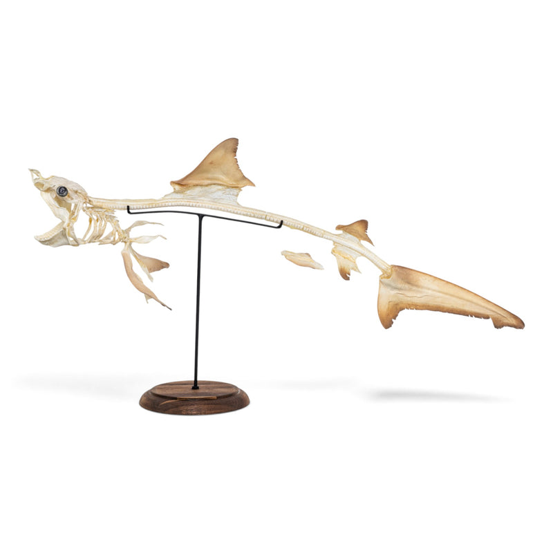 Real Bull Shark Skeleton - Articulated