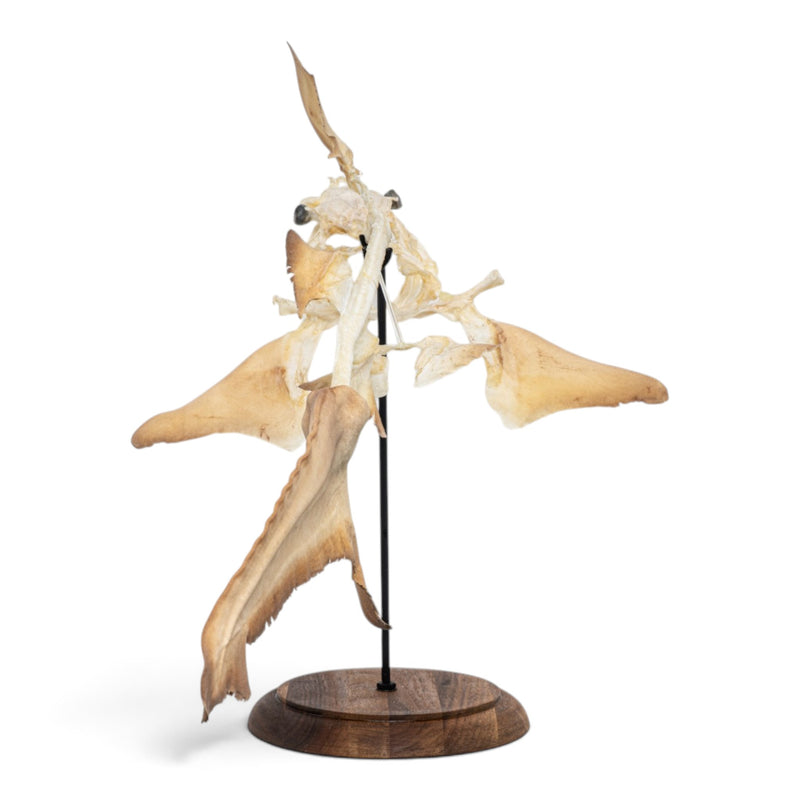 Real Bull Shark Skeleton - Articulated
