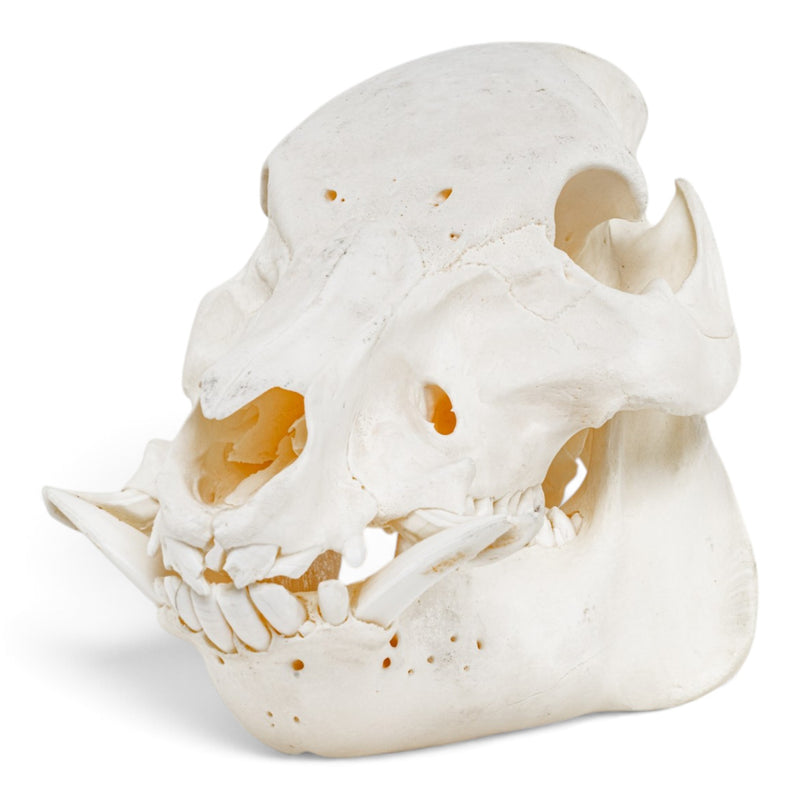 Real Wild Boar/Pig Skull