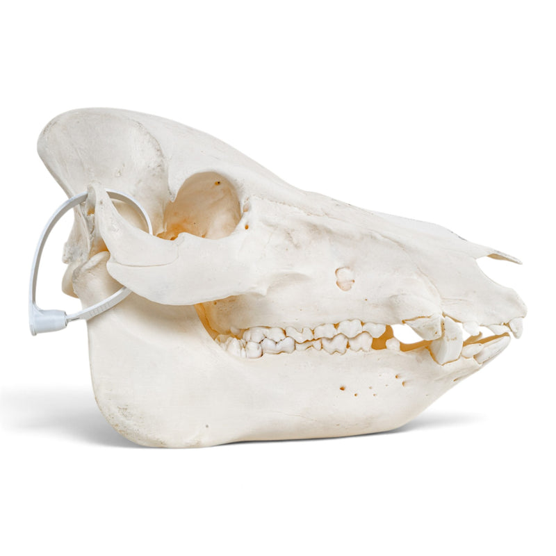 Real Wild Boar/Pig Skull