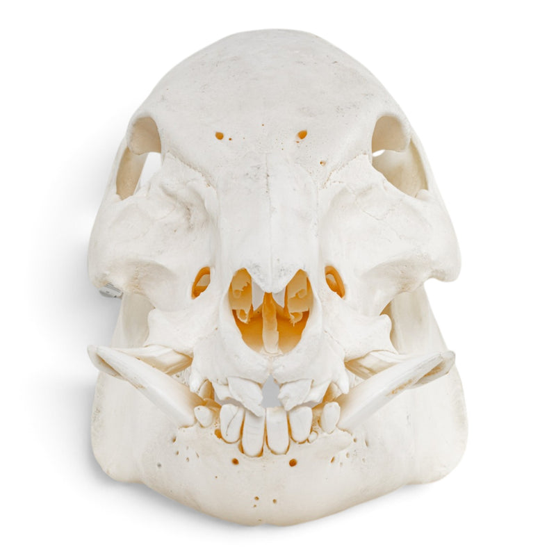 Real Wild Boar/Pig Skull