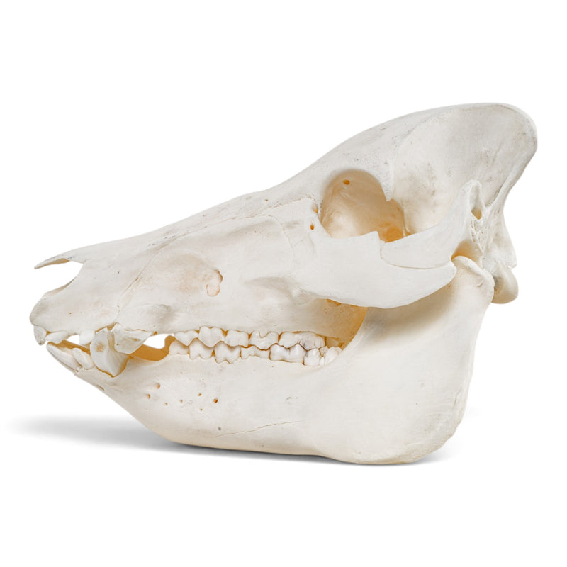 Real Wild Boar/Pig Skull
