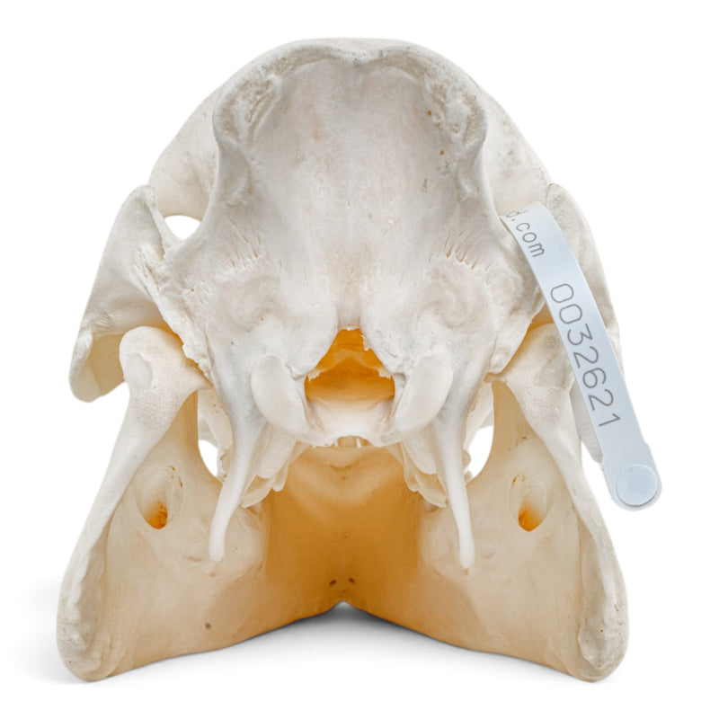 Real Wild Boar/Pig Skull