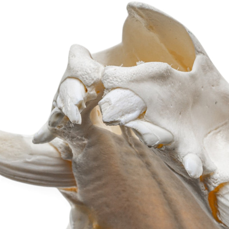 Real Wild Boar/Pig Skull