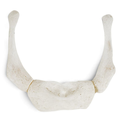 Real Research Quality Human Hyoid