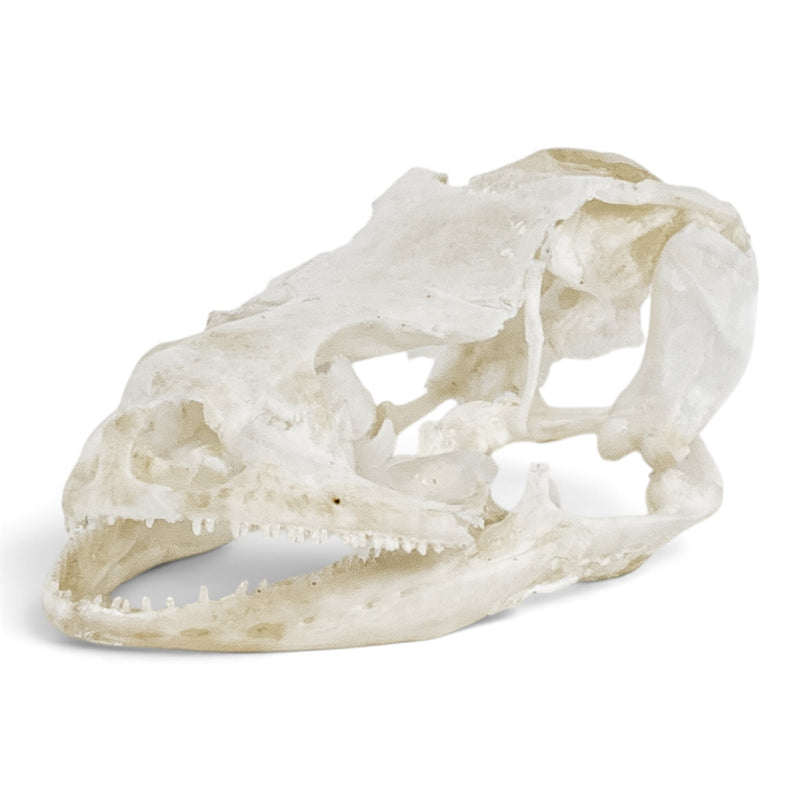 Real Leopard Gecko Skull - Impaired