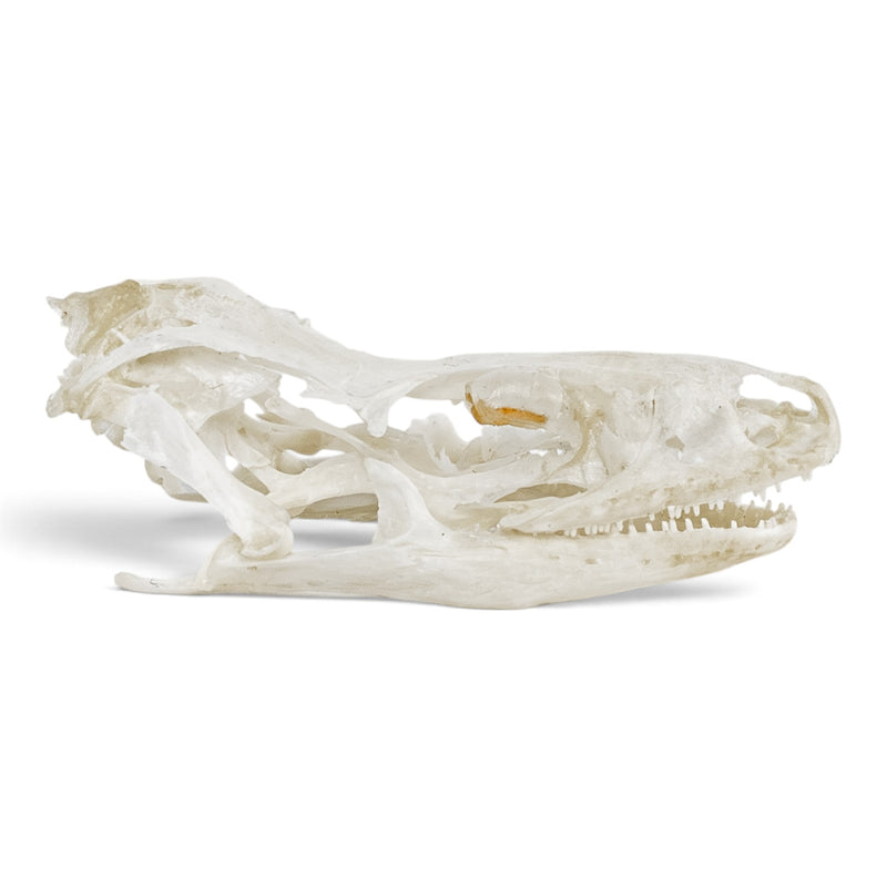 Real Leopard Gecko Skull - Impaired