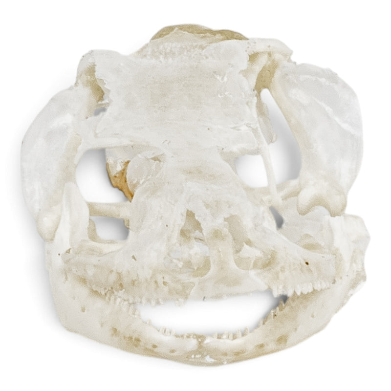 Real Leopard Gecko Skull - Impaired