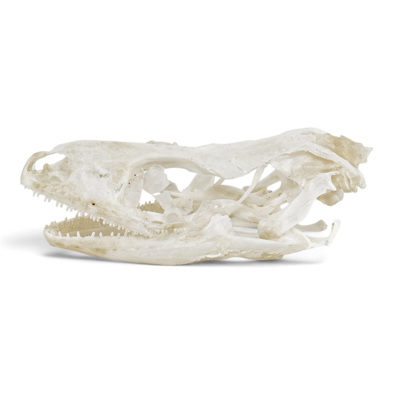 Real Leopard Gecko Skull - Impaired