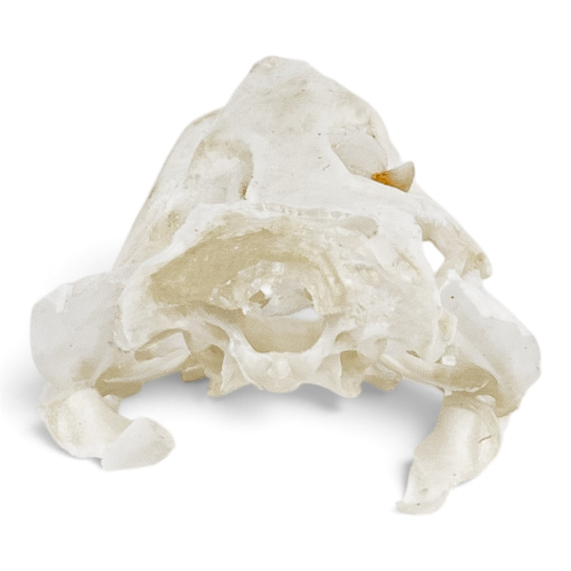 Real Leopard Gecko Skull - Impaired