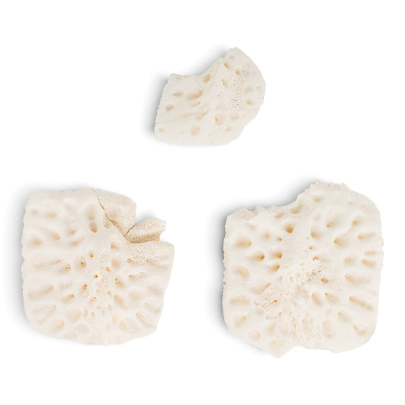 Real American Alligator Osteoderm