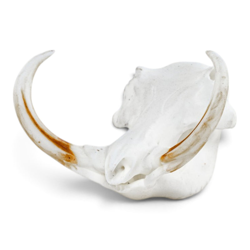 Replica Warthog Skull Miniature - Impaired