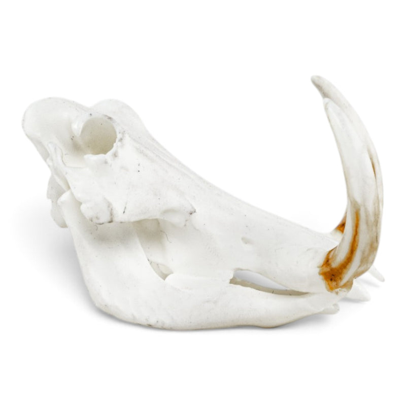 Replica Warthog Skull Miniature - Impaired