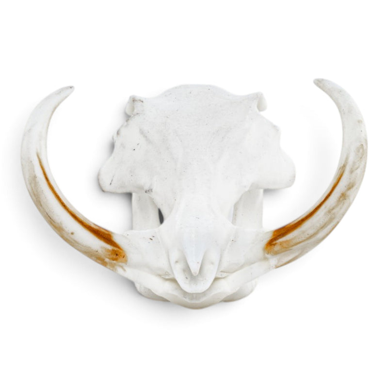 Replica Warthog Skull Miniature - Impaired