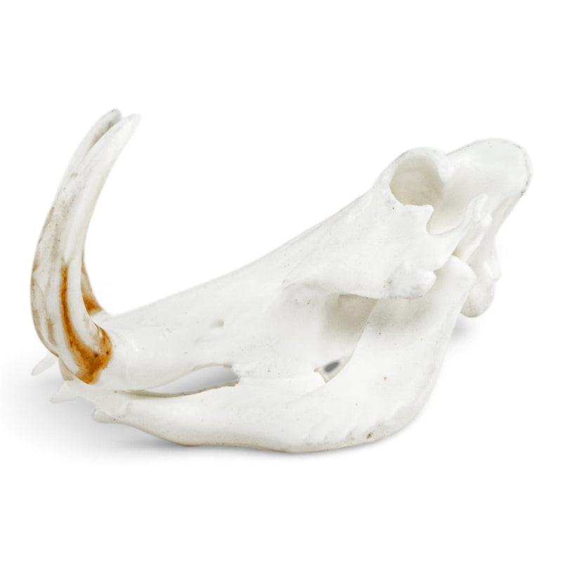 Replica Warthog Skull Miniature - Impaired