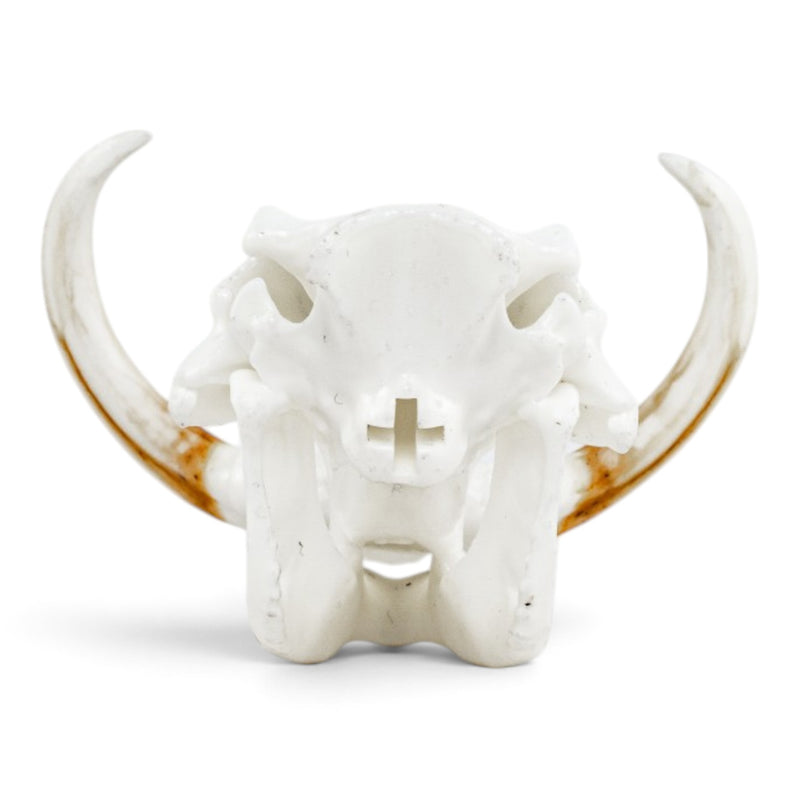 Replica Warthog Skull Miniature - Impaired