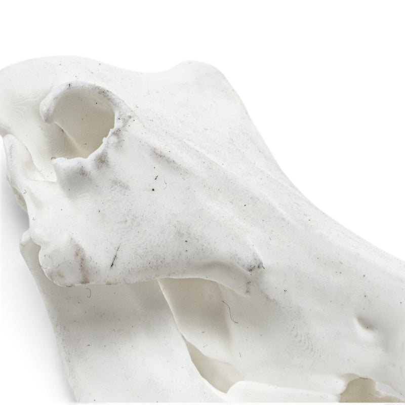 Replica Warthog Skull Miniature - Impaired