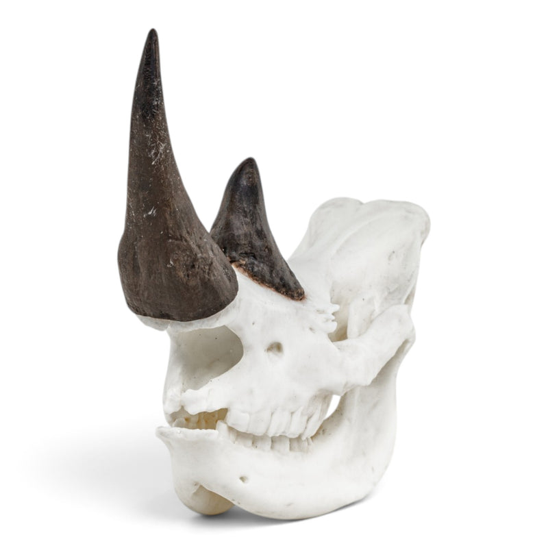 Replica Rhinoceros Skull Miniature - Impaired