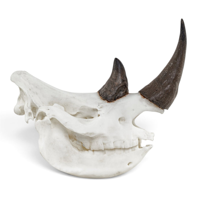 Replica Rhinoceros Skull Miniature - Impaired