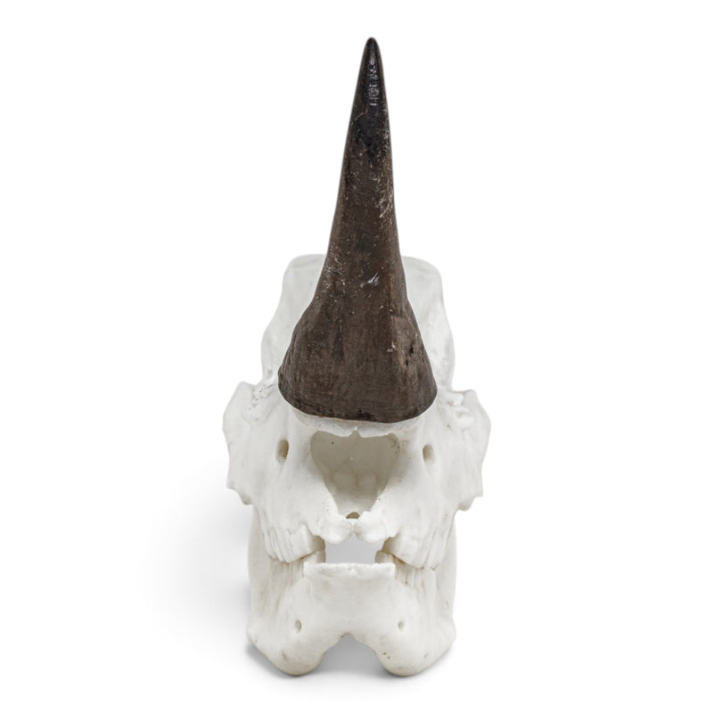 Replica Rhinoceros Skull Miniature - Impaired