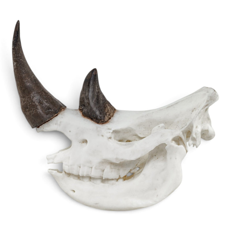 Replica Rhinoceros Skull Miniature - Impaired